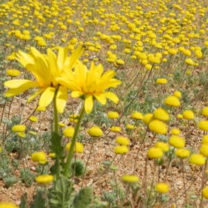 Test33