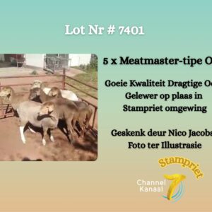 #7401 5 x Meatmaster-tipe ooie