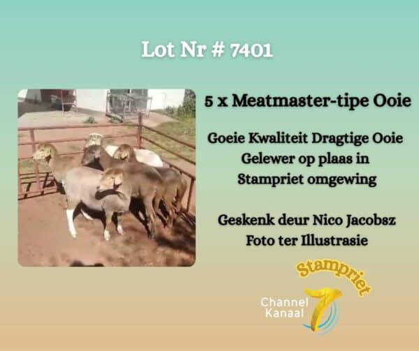 #7401 5 x Meatmaster-tipe ooie