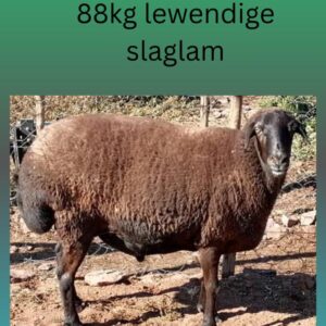 #  1402  88kg slaglap