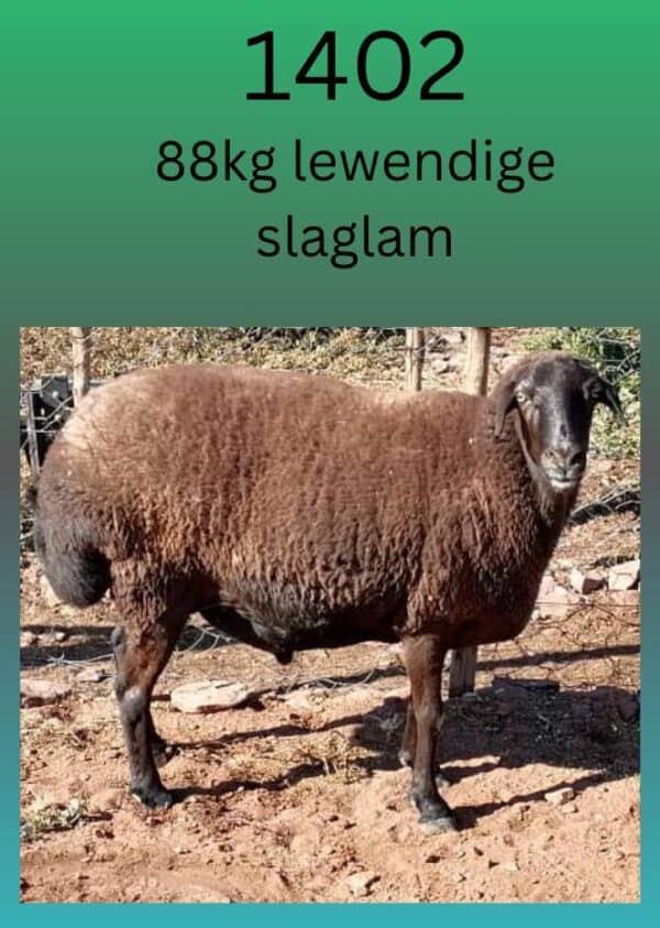 #  1402  88kg slaglap