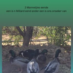 #  1422  2 mannetjies eendjies