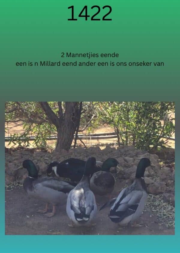 #  1422  2 mannetjies eendjies