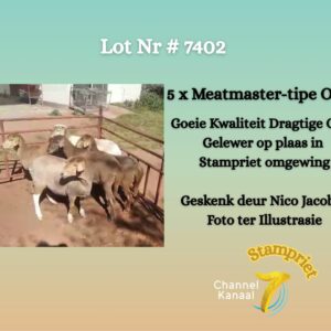 #7402 5 x Meatmaster-tipe ooie