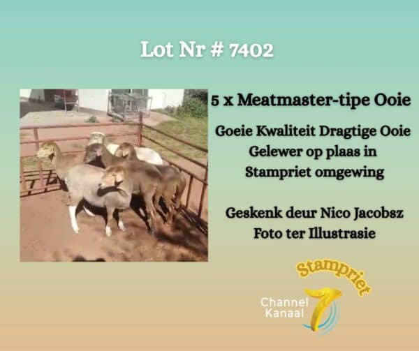 #7402 5 x Meatmaster-tipe ooie