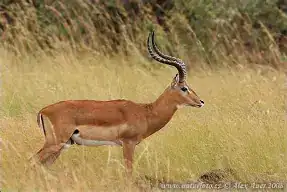 #2611 1xRooibok karkas