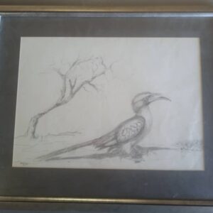 #2663 Skildery van 'n Monteiro's Hornbill