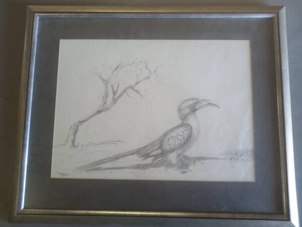 #2663 Skildery van 'n Monteiro's Hornbill