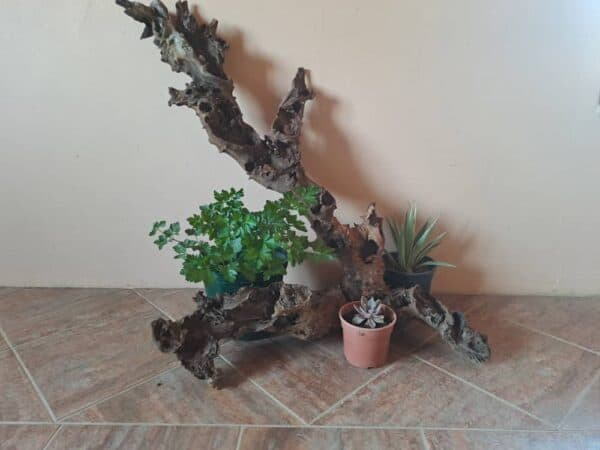 #2665 Stomp met 3 potplante