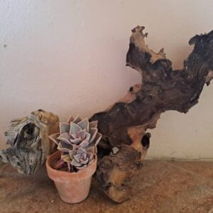 #2667 Stomp met 1 potplant