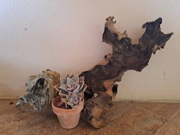 #2667 Stomp met 1 potplant
