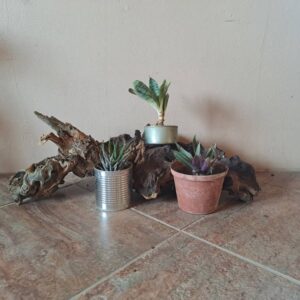 #2668 Stomp met 3 potplante