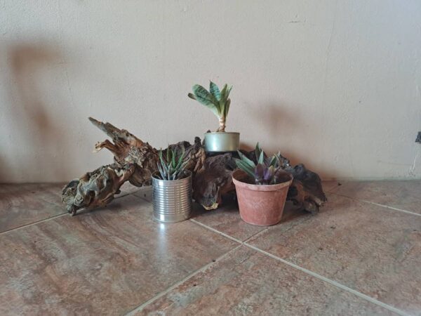 #2668 Stomp met 3 potplante
