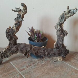 #2669 Stomp met 1 potplant