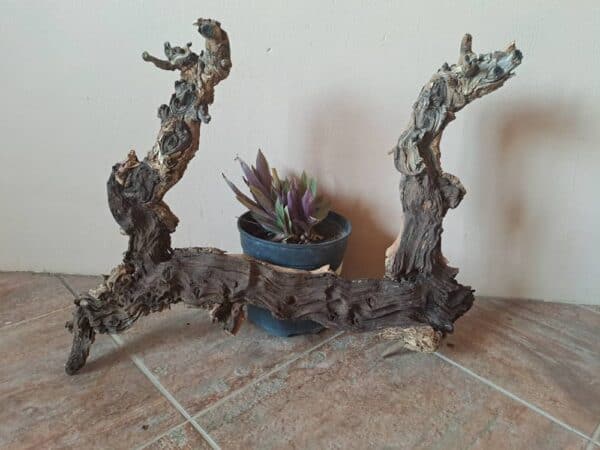 #2669 Stomp met 1 potplant