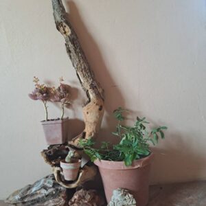 #2670 Stomp met 3 potplante