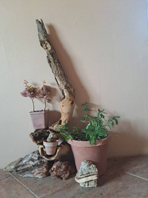 #2670 Stomp met 3 potplante
