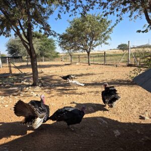 #2678   2 Kalkoene