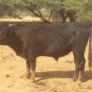 #2679: Dexter os +-130kg Uitgeslag
