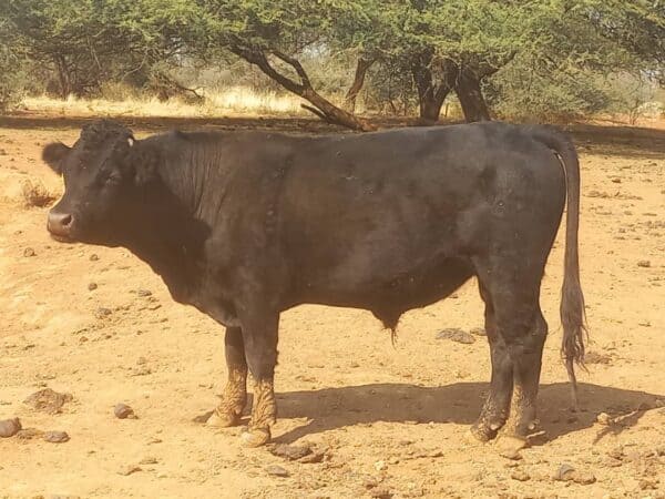#2679: Dexter os +-130kg Uitgeslag