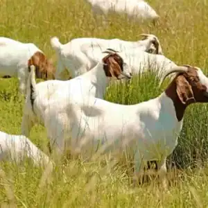 #2697: Bok 30kg uitgeslag