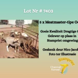 #7403 5 x Meatmaster-tipe ooie
