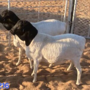 #3216 2 X Persiese hammels 2 tand (Waarde N$3400)