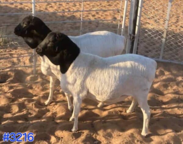 #3216 2 X Persiese hammels 2 tand (Waarde N$3400)