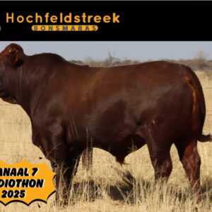 #1060 Volbloed geregistreerde Bonsmara Bul