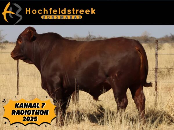#1060 Volbloed geregistreerde Bonsmara Bul