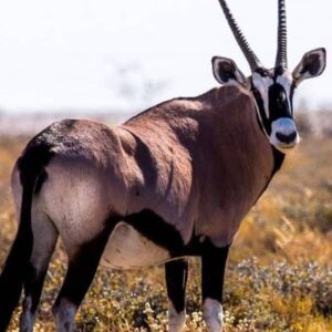 #2351 Gemsbok