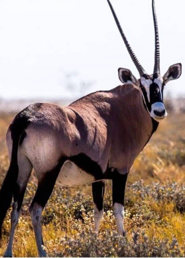 #2351 Gemsbok