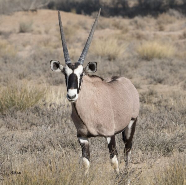 Gemsbok Karkas #6208