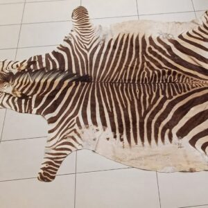 #0855 Zebra Vel