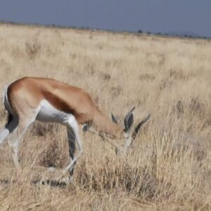 #1733 Springbokkarkas (Gbs)