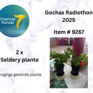 # 9267 - 2 x Seldery plantjies - pragtig gesond