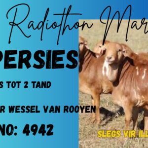 #4942 Vyf Persies