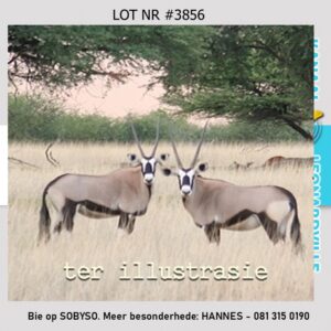 #3856 GEMSBOKKARKAS
