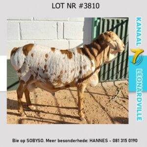 #3808 4TAND BRUINSKILDERPERSIE RAM
