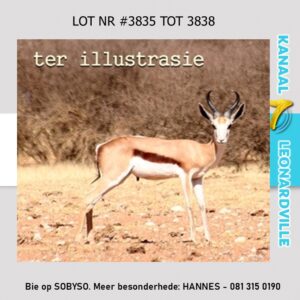 #3835 +-18KG SPRINGBOK KARKAS