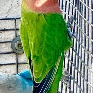#2911 Groen lovebird
