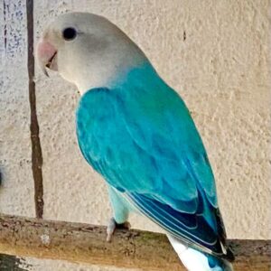 #2917 Blou lovebird