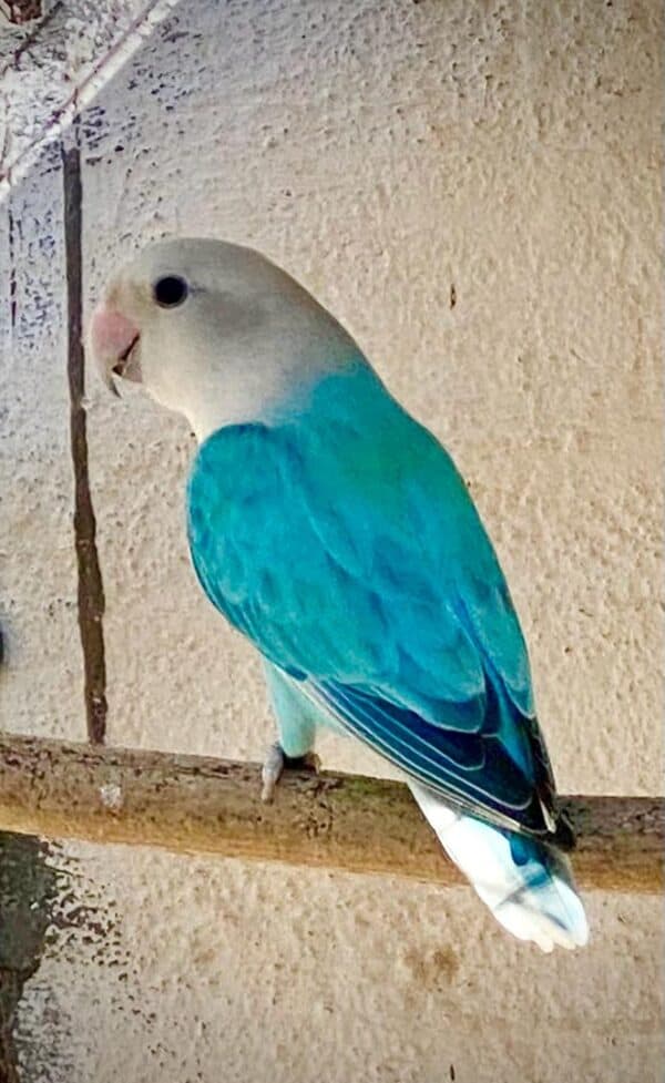 #2917 Blou lovebird