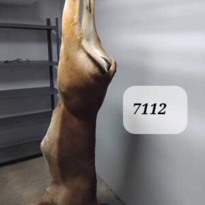#7112 Rooibok Karkas