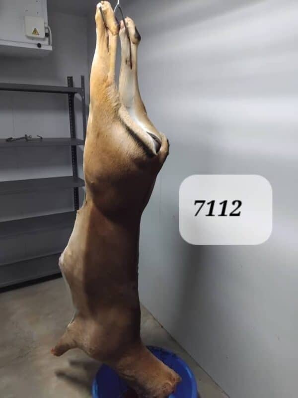 #7112 Rooibok Karkas