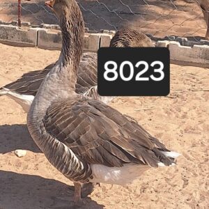 #8023 Gans mannetjie