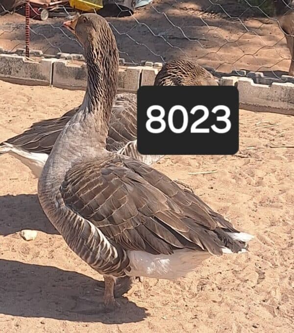 #8023 Gans mannetjie
