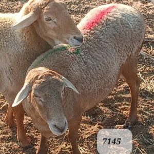 #7145 Damara Hammel