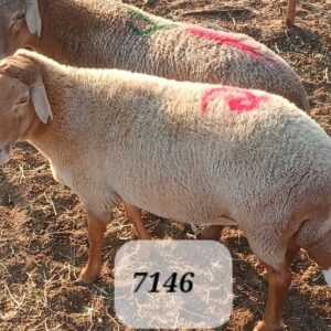 #7146 Damara Hammel