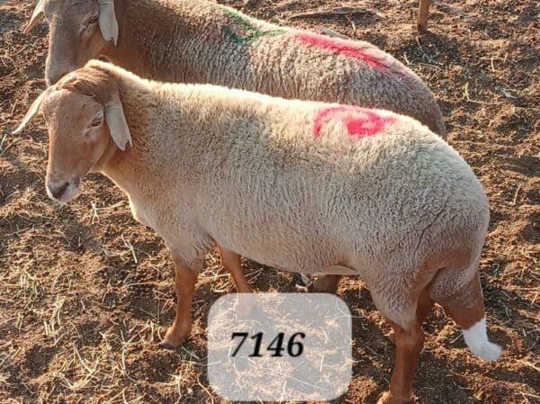 #7146 Damara Hammel
